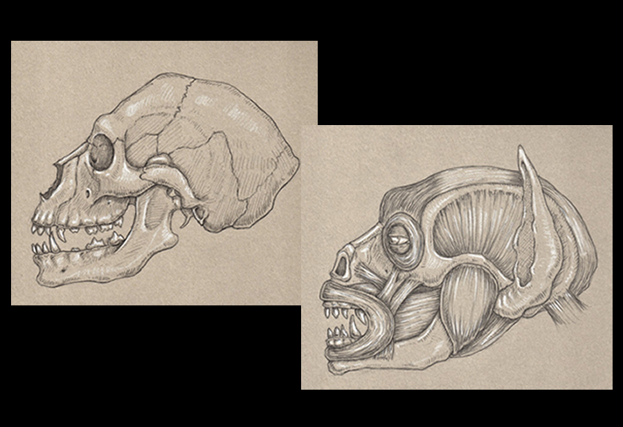 More Anatomical Concepts